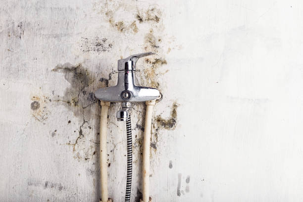 Best Health and Safety Mold Remediation in Upland, CA