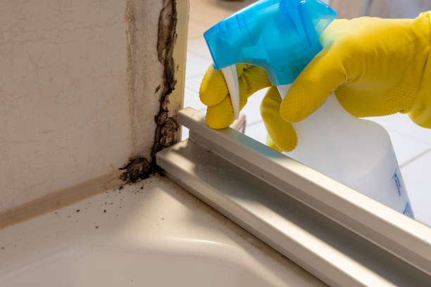 Best Commercial Mold Remediation in Upland, CA