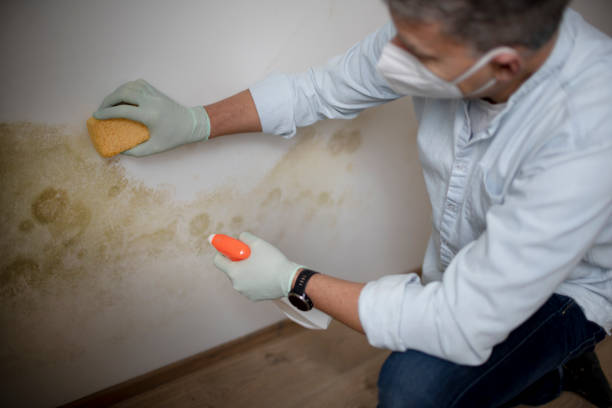 Best Residential Mold Remediation in Upland, CA