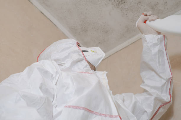 Best Emergency Mold Remediation in Upland, CA