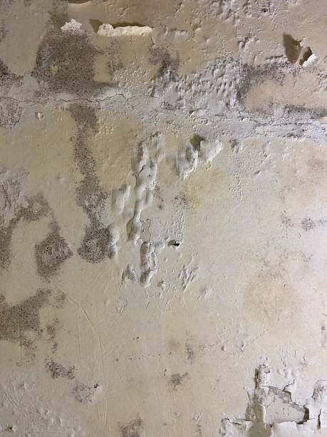 Best Crawl Space Mold Remediation in Upland, CA