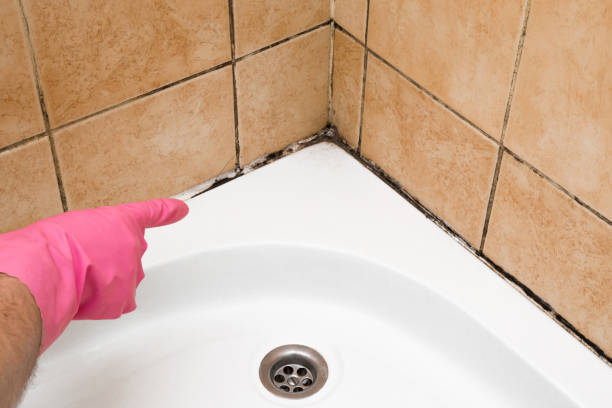 Best Basement Mold Remediation in Upland, CA