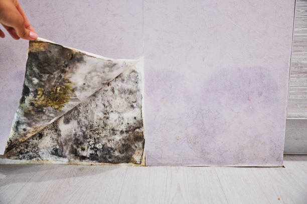 Best Mold Remediation for Schools in Upland, CA